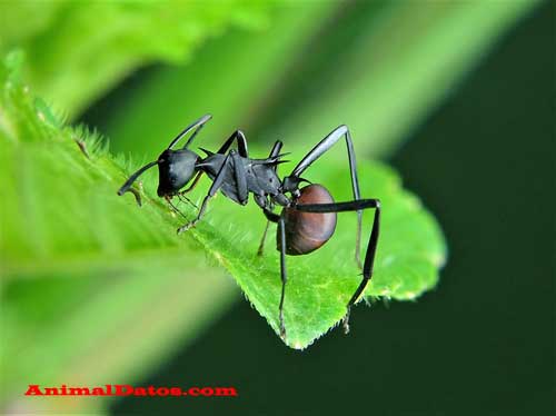 porque las hormigas no duermen cuanto duermen las hormigas