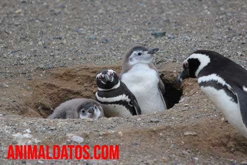 Los peligros que acechan a los pingüinos