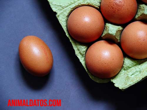 Porque las gallinas ponen huevos blandos