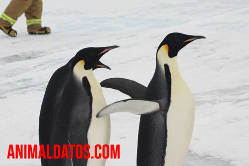 Porque los pingüinos están en peligro de extinción