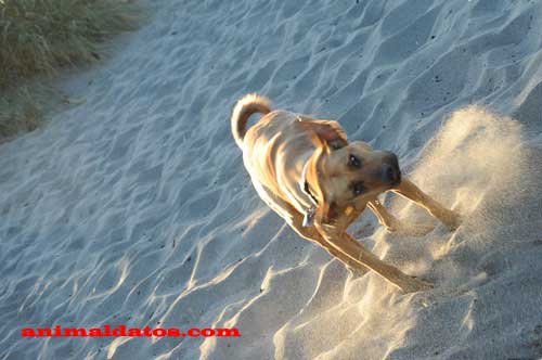 Razones por las que un perro tiembla