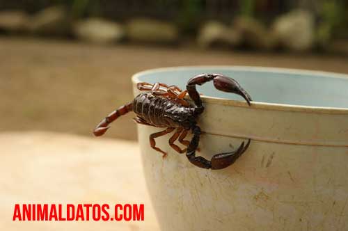 Como evitar alacranes en mi casa Trucos para ahuyentar a los alacranes del hogar