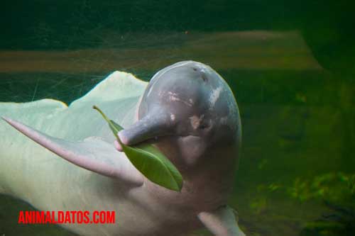 características del delfin rosado