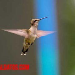 como alimentar a un colibrí