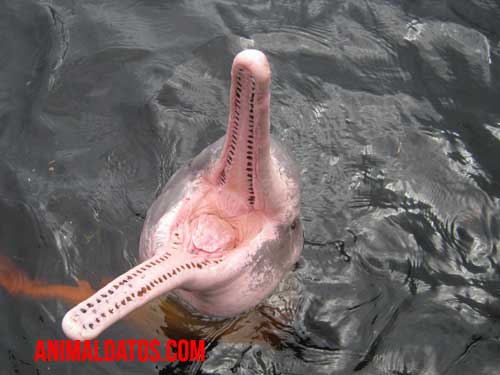el delfin rosado esta en peligro de extincion