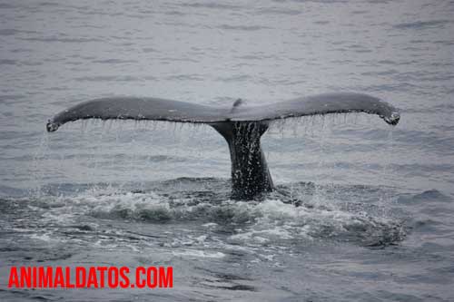 porque la ballena no es un pez Porque la ballena no es un pez