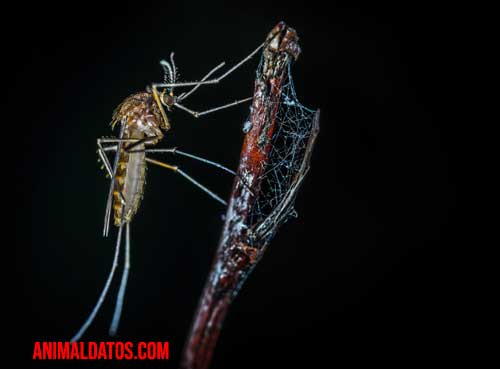 Porque las hembras de los mosquitos pican Porque las hembras de los mosquitos pican