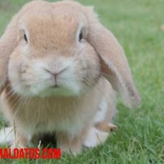 Porque los conejos mueven su nariz