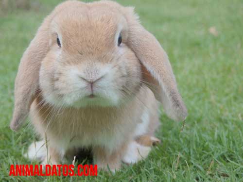 Porque los conejos mueven su nariz