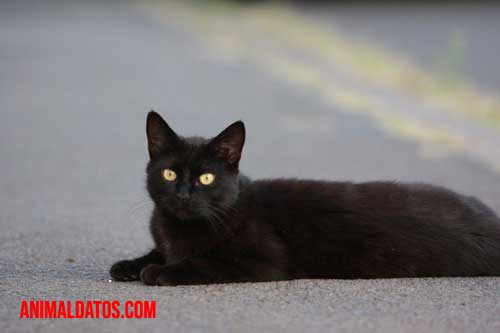 gato negro ser maligno