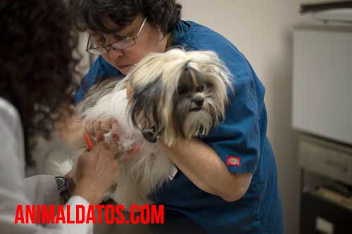 mascotas dueños antivacunas