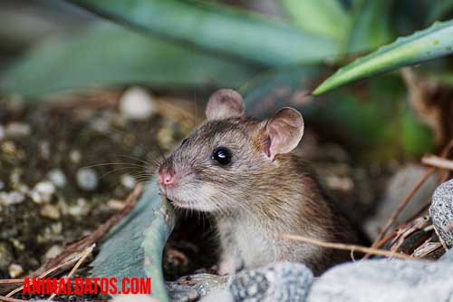 raton de la cocina como mascota