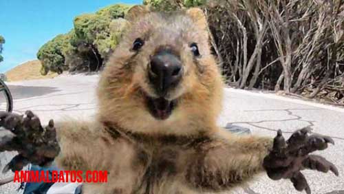 selfies instagram animales