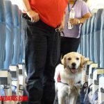 Como viajar en avión con mascotas como perro o gato