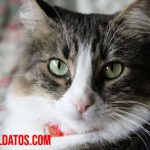 ¿A qué edad se puede esterilizar a una gata? Alternativas con explicación