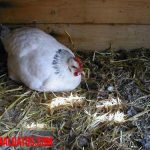 ¿Qué es una gallina clueca y como levantarla del nido?