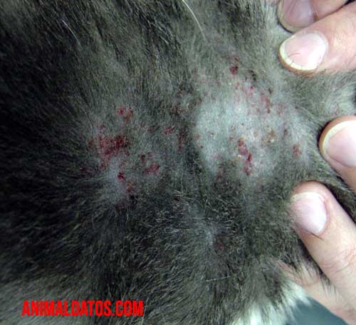 gato con heridas en la piel por pulga