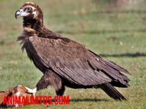 Qué son las aves rapaces, tipos que existen y ejemplos