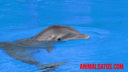 es verdad que los tiburones le tienen miedo a los delfines