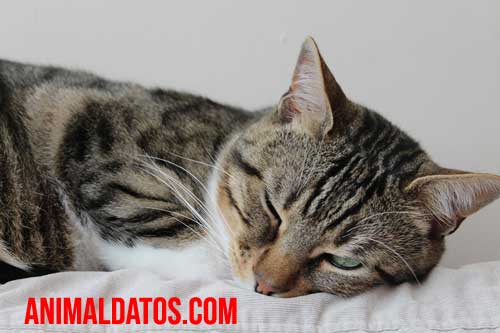 los animales sueñan