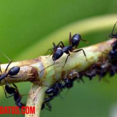 porque las hormigas caminan en fila