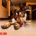 ¿Por qué los perros se lamen las heridas, su saliva es curativa?