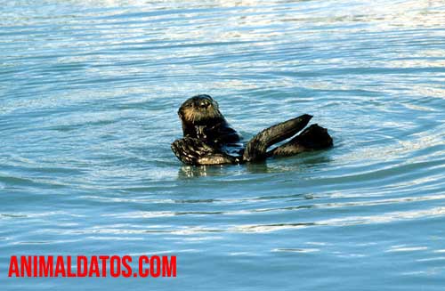 que comen las nutrias de mar