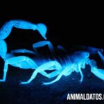Que son los animales bioluminiscentes o que brillan en la oscuridad. Top 5 más conocidos