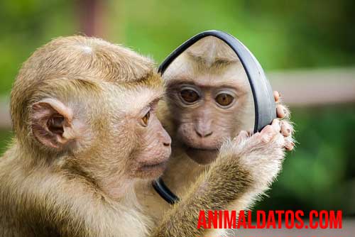 animales reconocen al espejo