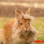 El conejo cabeza de león como mascota: características, cuidados y cría