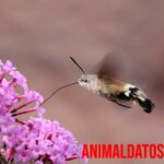 Los 5 animales más pequeños del mundo, sin incluir insectos