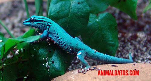 gecko azul