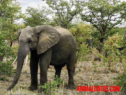 animales que no duermen
