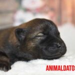 ¿A los cuantos días abren los ojos los perros recién nacidos?