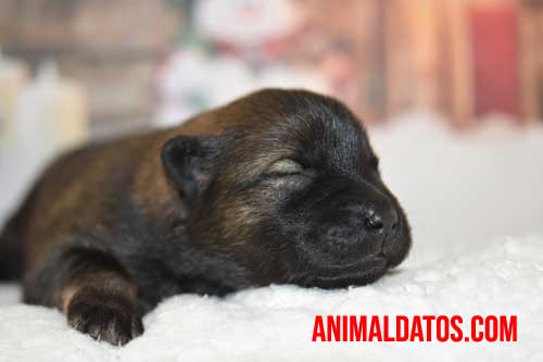 Inminente Prescribir Sí misma A los cuantos días abren los ojos los perros recién nacidos?