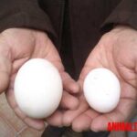 ¿Cuántos huevos pone una gallina al día o al año? Factores a tomar en cuenta