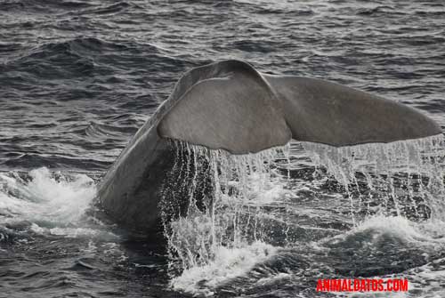 ballena inteligente se comunica