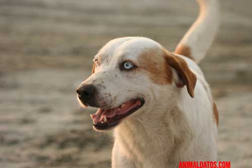 perro tiene inteligencia