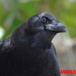¿Es verdad que los cuervos hablan como los humanos?