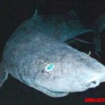 Todo sobre el tiburón de Groenlandia: características, alimentación y datos curiosos