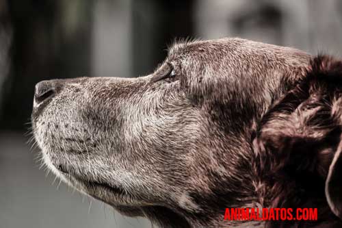 Alzheimer en perros