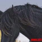 El caballo frisón negro: origen, características y comportamiento