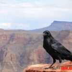7 curiosidades de los cuervos, desde su inteligencia hasta si son seres malignos