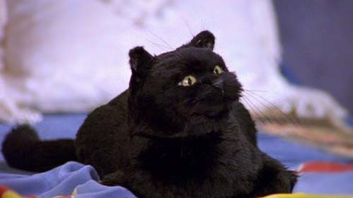 gato salem