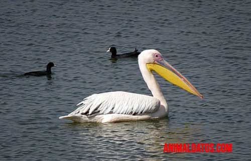 El pelicano blanco americano usa su pico como un gran filtro a la hora de pescar.
