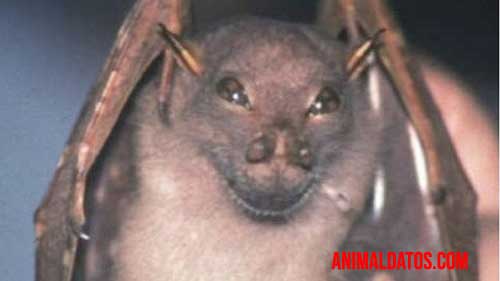 murciélago yoda El murciélago yoda parece siempre estar sonriendo