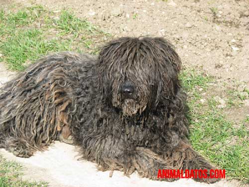 El pastor de bergamasco ha ganado popularidad en los últimos años