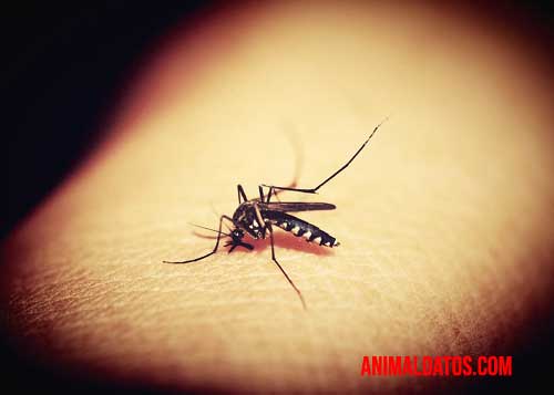 Existen una enorme cantidad de tipos de mosquitos en el planeta