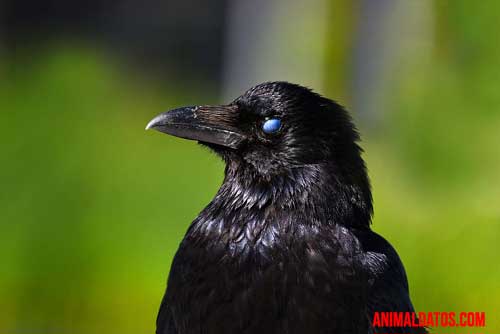 El cuervo es famoso por la historia de Edgar Allan Poe