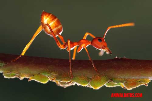 geniculado hormiga